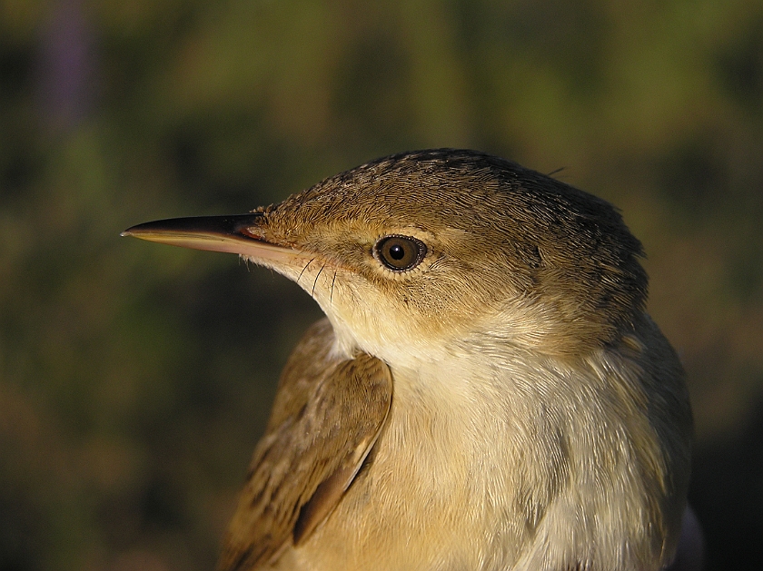 European Reed Warbler, Sundre 20080604